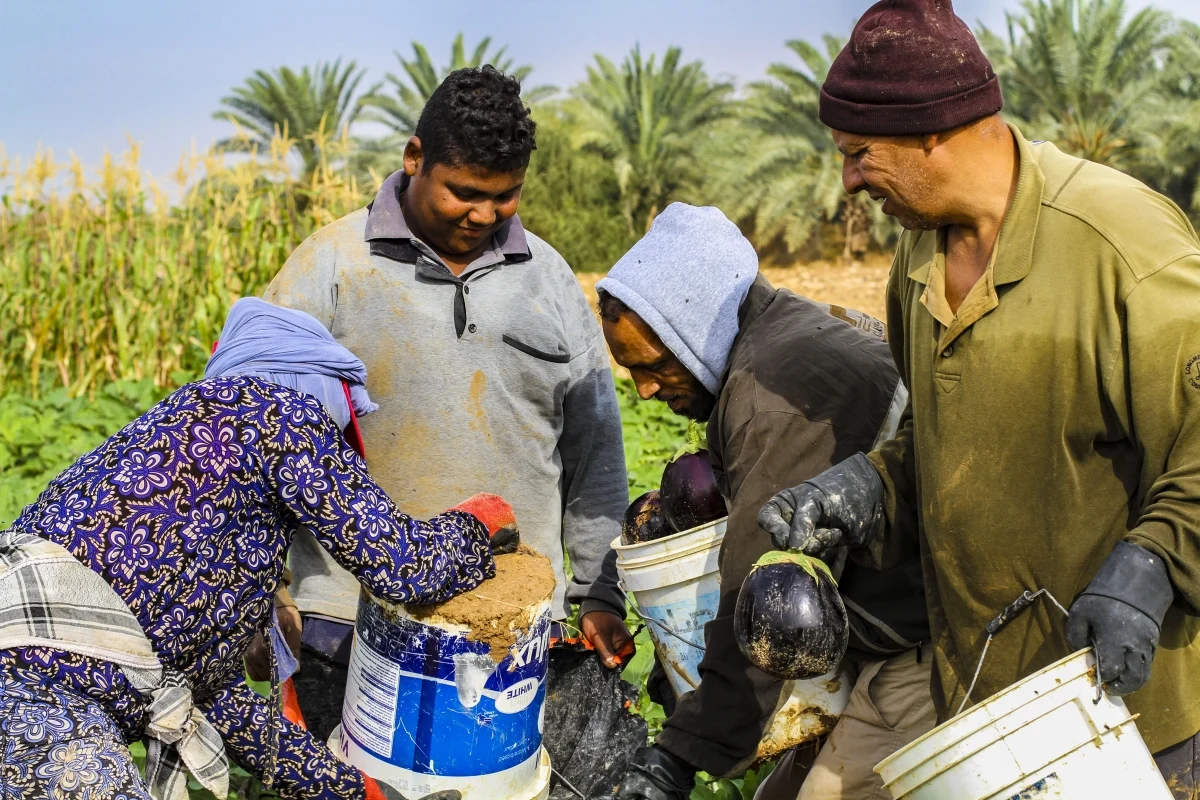 From Desert Diesel Tank to Fertile Market Garden