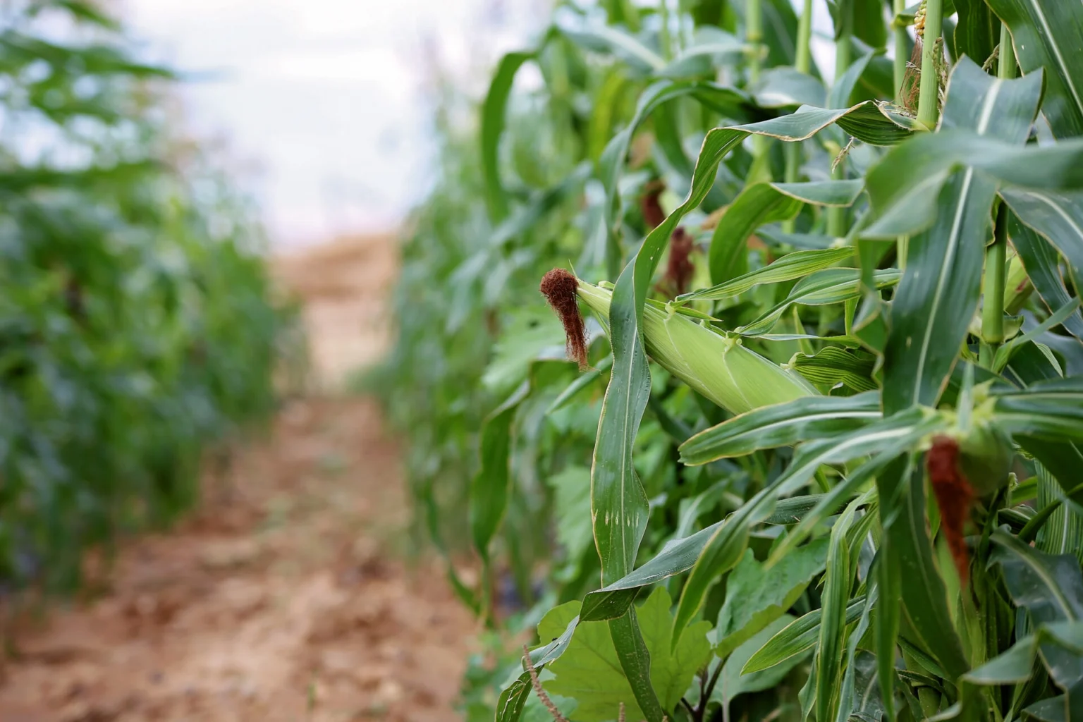 Incorporating Technology with Traditional Farming Practices