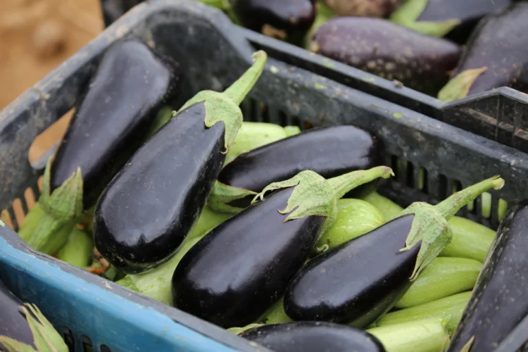 Nutritional Diversity: From Farm to Table    