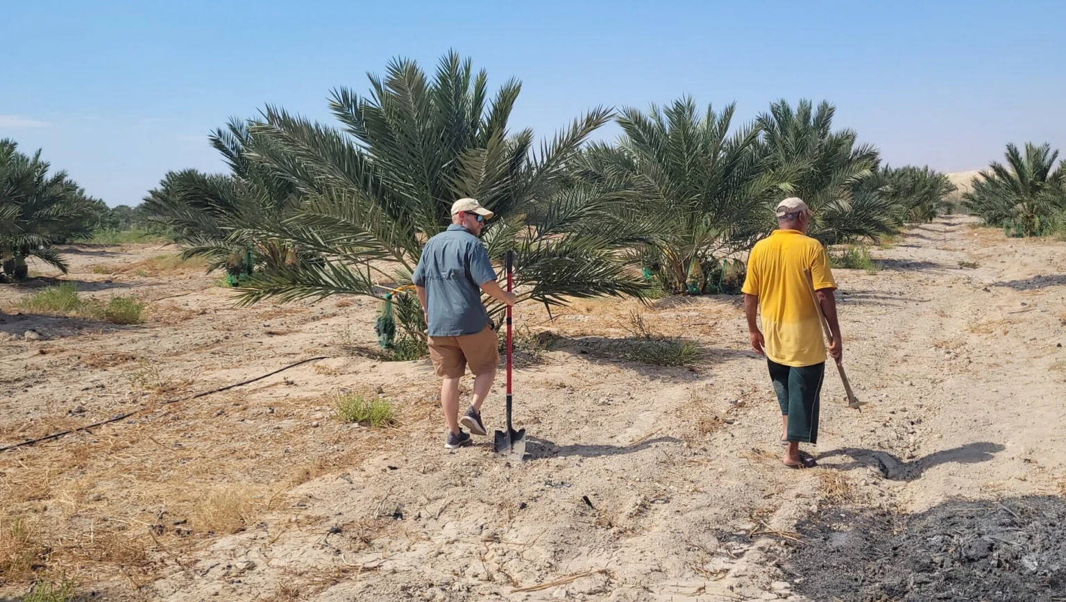 Farming in the Jordan Valley